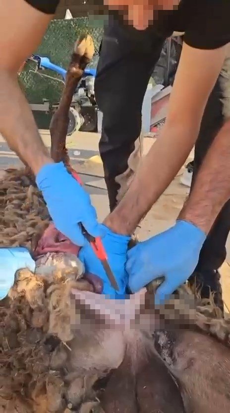 Böyle uyuşturucu sevkiyatı görülmedi! Koyun leşinden...