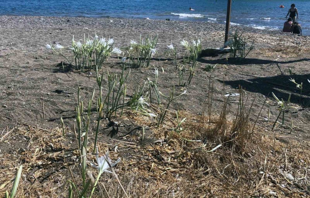 Konyalı çift cezayı duyunca yanından bile geçemedi!