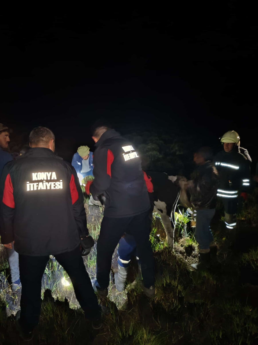 aa-20250915-39117928-39117922-seydisehirde-batakliga-saplanan-inek-kurtarildi.jpg