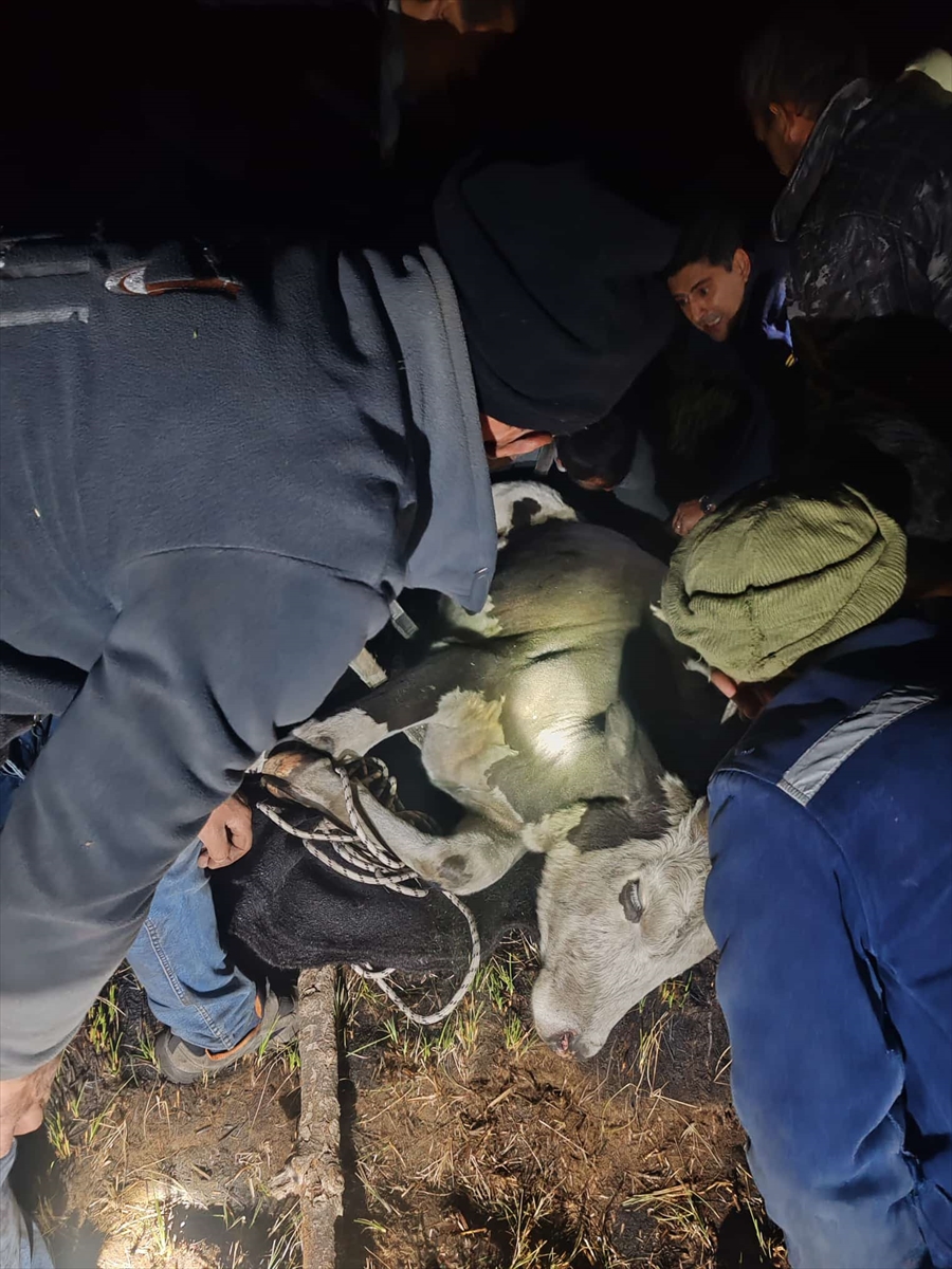 aa-20250915-39117928-39117923-seydisehirde-batakliga-saplanan-inek-kurtarildi.jpg