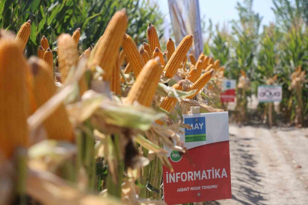 Konya'da yeni hibrit mısır çeşitleri tanıtıldı