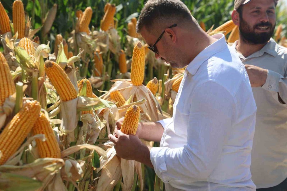Konya'da yeni hibrit mısır çeşitleri tanıtıldı