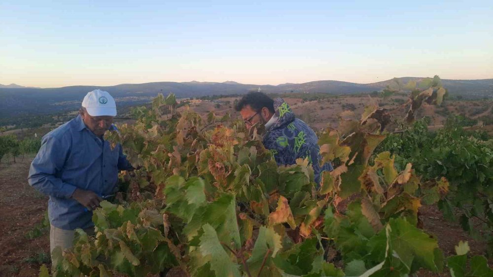 Konya'daki çiftçi nöbette! Sıfır maliyet