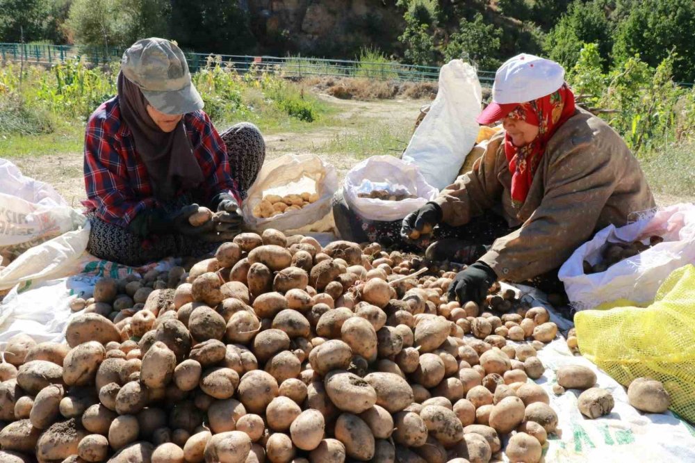 Konya'da atalardan kalan kara sabanla patates hasadı