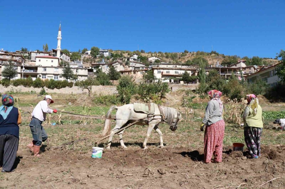 Konya'da atalardan kalan kara sabanla patates hasadı