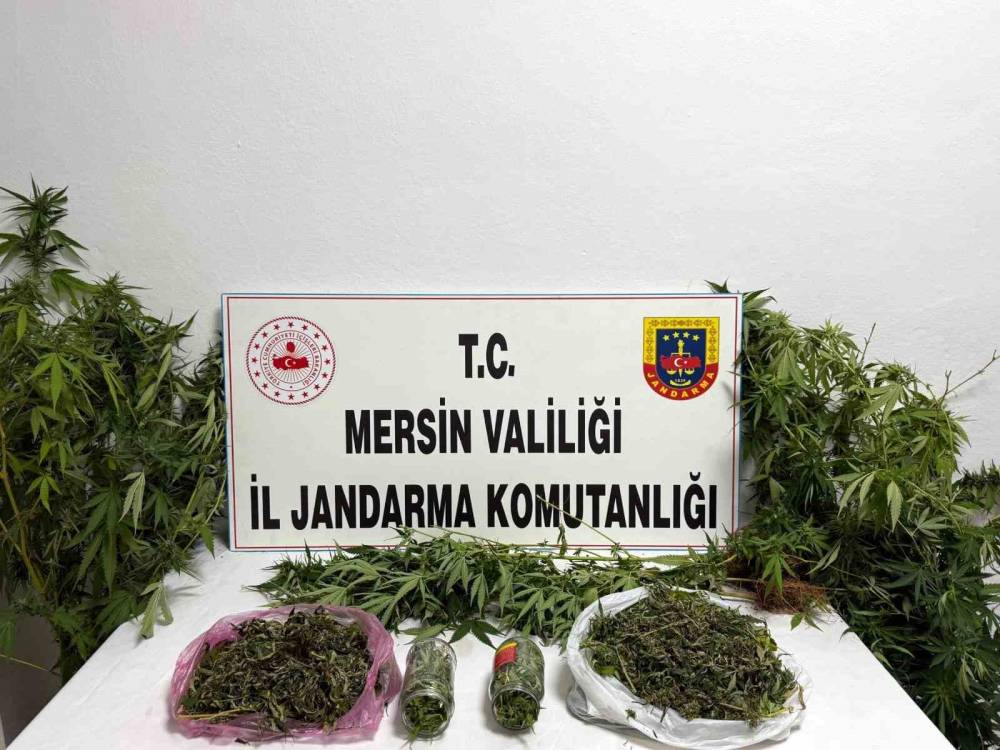 Saksıda uyuşturucu!