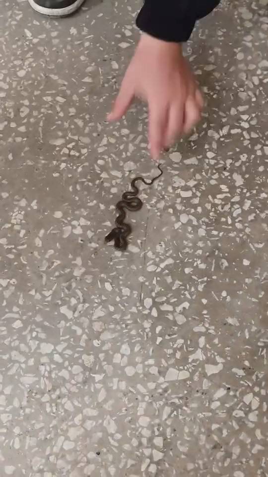 Okul koridorunda yılan paniği