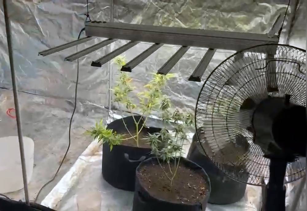 Yatak odasında kenevir!