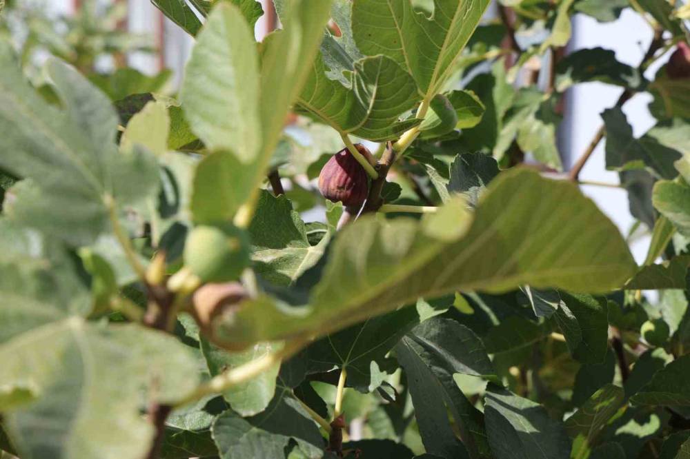 Konya'daki genç apartman bahçesinde yetiştirdi! Gören, duyan şaşırıyor