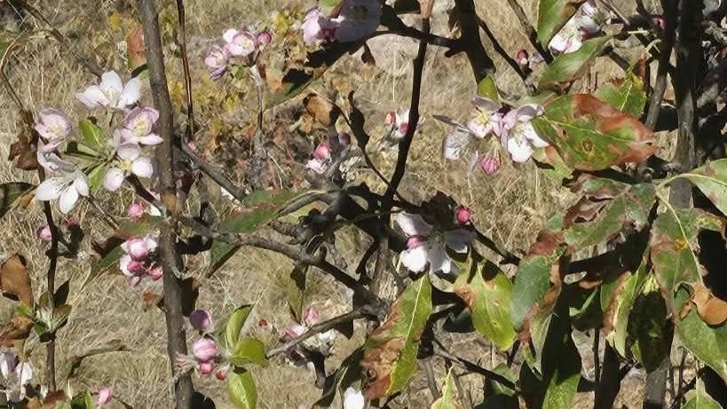 Konya'da kar beklenirken bu görüntü şok etti!