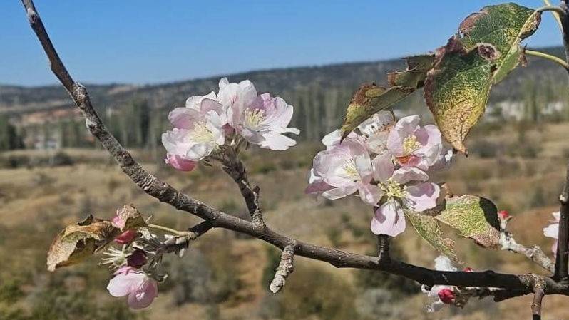 Konya'da kar beklenirken bu görüntü şok etti!