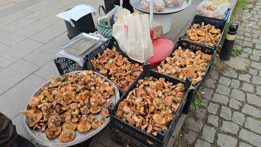 Kanlıca bolluğu yaşanıyor: Kilosu 500 TL