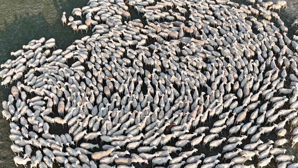 Konya'da otlaktan dönen koyun ve kuzular görsel şölen sundu