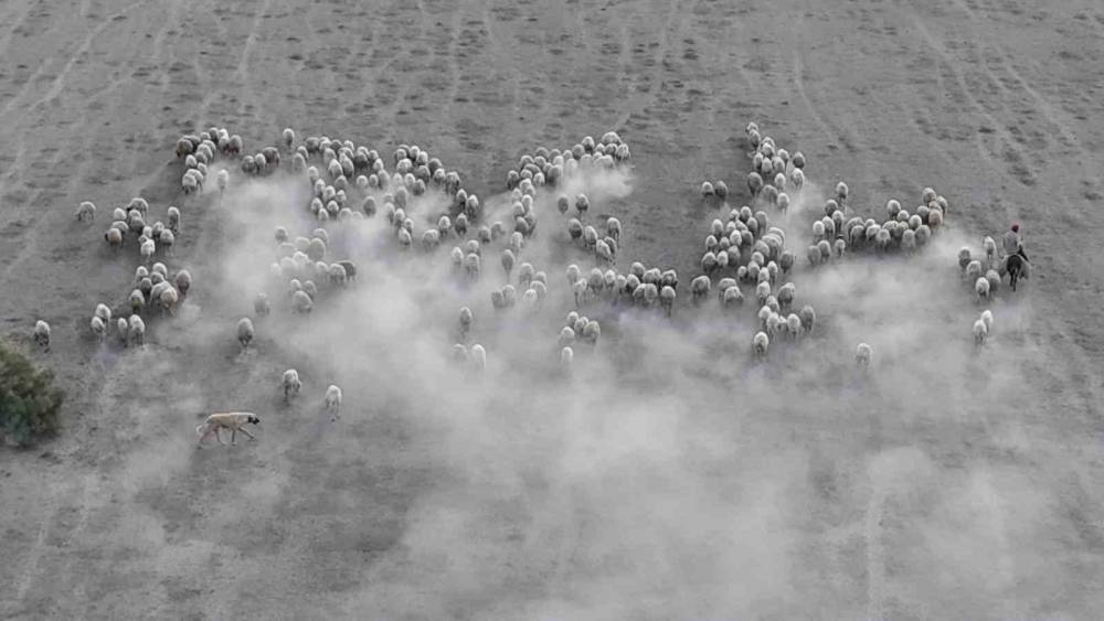 Konya'da otlaktan dönen koyun ve kuzular görsel şölen sundu