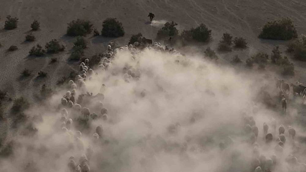 Konya'da otlaktan dönen koyun ve kuzular görsel şölen sundu