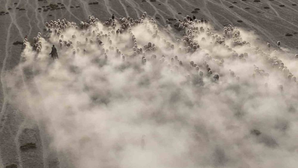 Konya'da otlaktan dönen koyun ve kuzular görsel şölen sundu