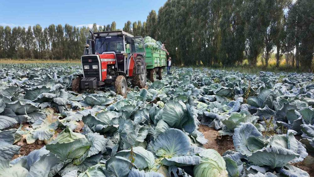 Lahana hasadı başladı! Tanesi bakın kaç lira