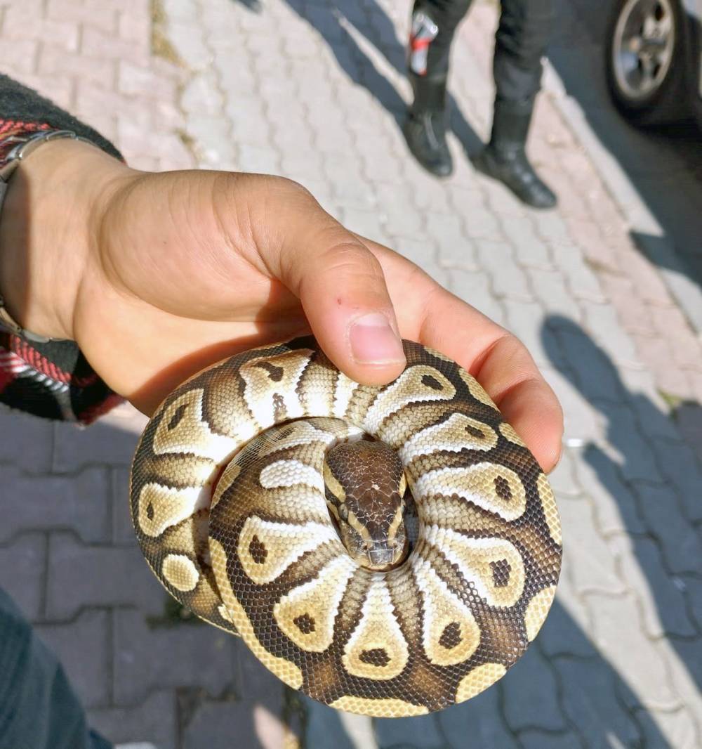 Konya'da pes dedirtten görüntü! Cebinden çıktı