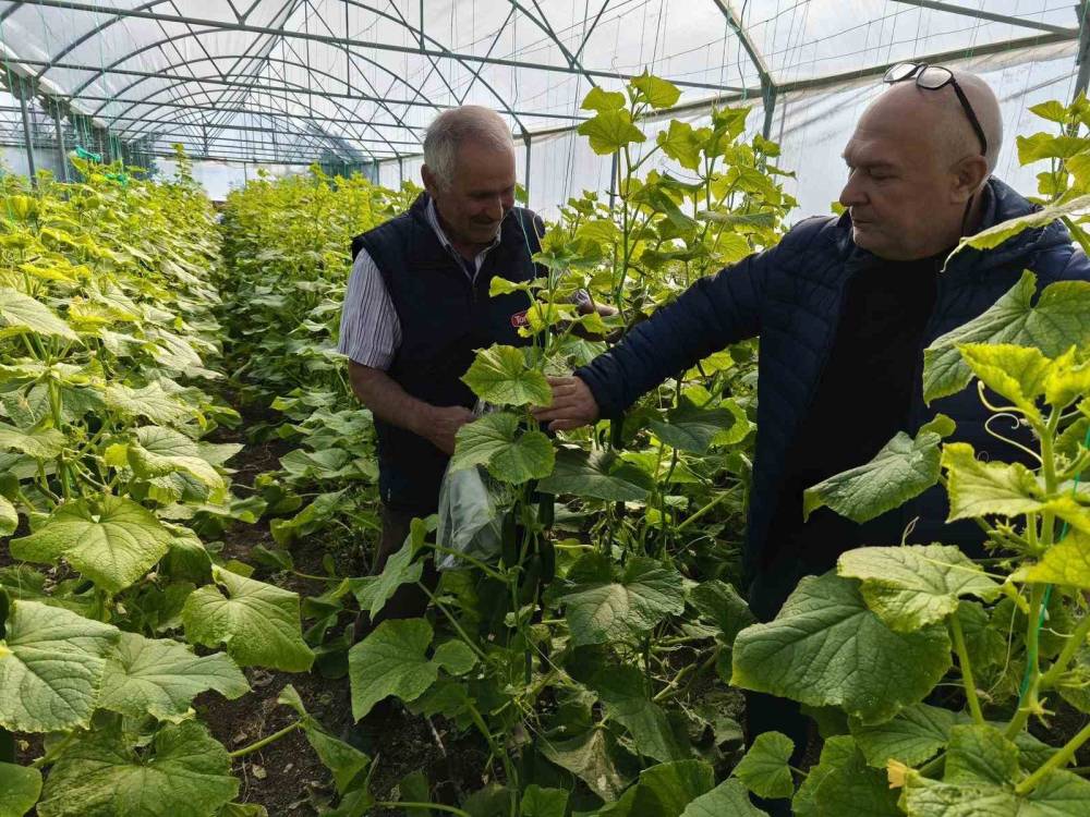 Aile bütçesine önemli katkı... Konya'da örtü altı üretim yaygınlaşıyor