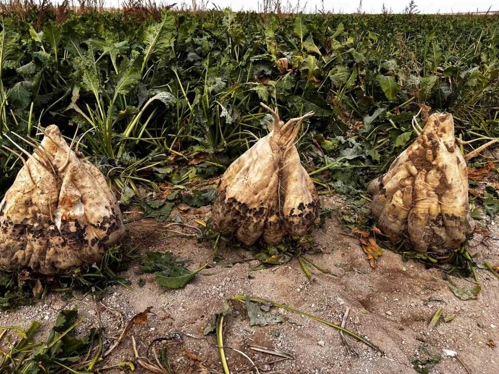 Konya'da şeker pancarı tarlasında şaşırtan görüntü