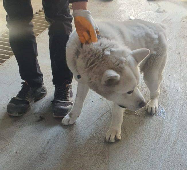 Çalıştığı iş yerinde besledikleri köpeğin saldırısına uğradı