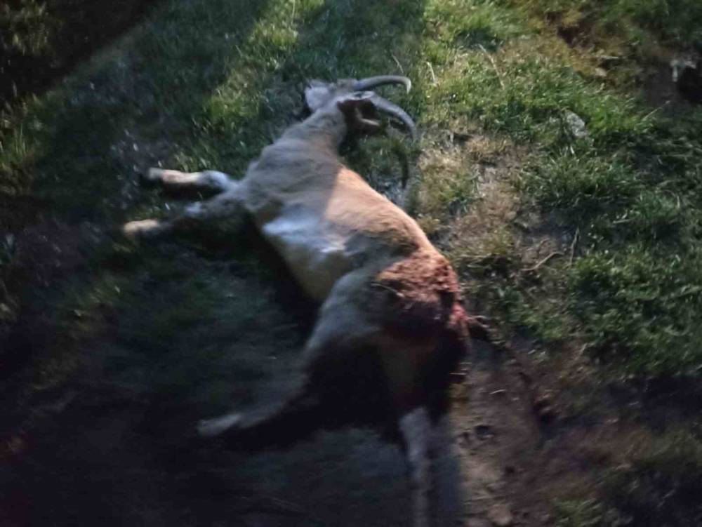 Konya'da kaçak yaban keçisi avına 1 milyon 880 bin TL ceza