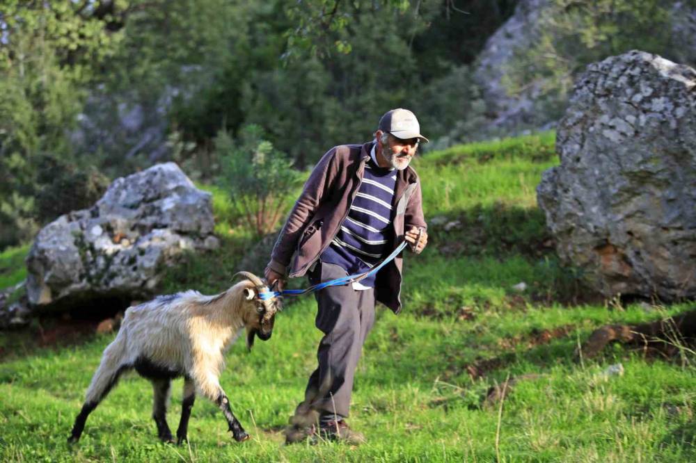 Uçurumdan kurtarılan son keçisine sarılıp doyasıya öptü