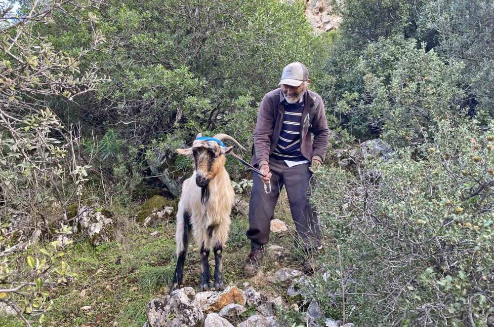 Uçurumdan kurtarılan son keçisine sarılıp doyasıya öptü