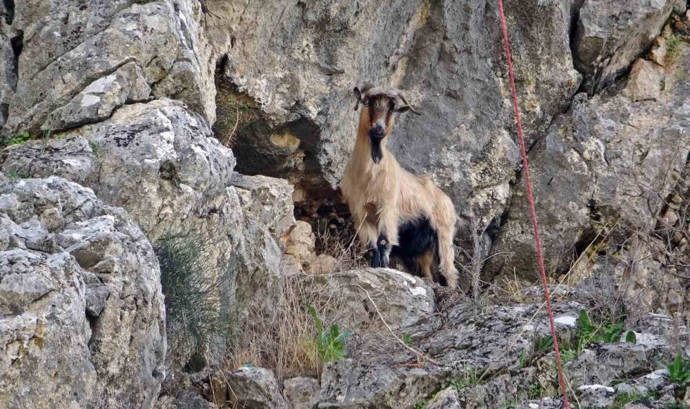 Uçurumdan kurtarılan son keçisine sarılıp doyasıya öptü