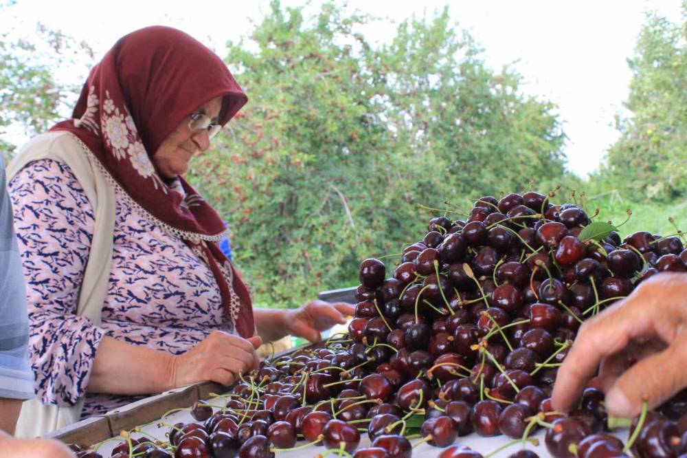 Dondurulmuş kirazda Türkiye dünya lideri