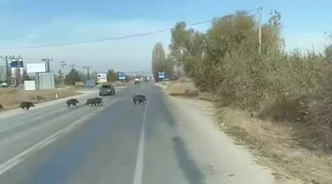 Konya'da kara yoluna çıkan yaban domuzu sürüsü böyle görüntülendi
