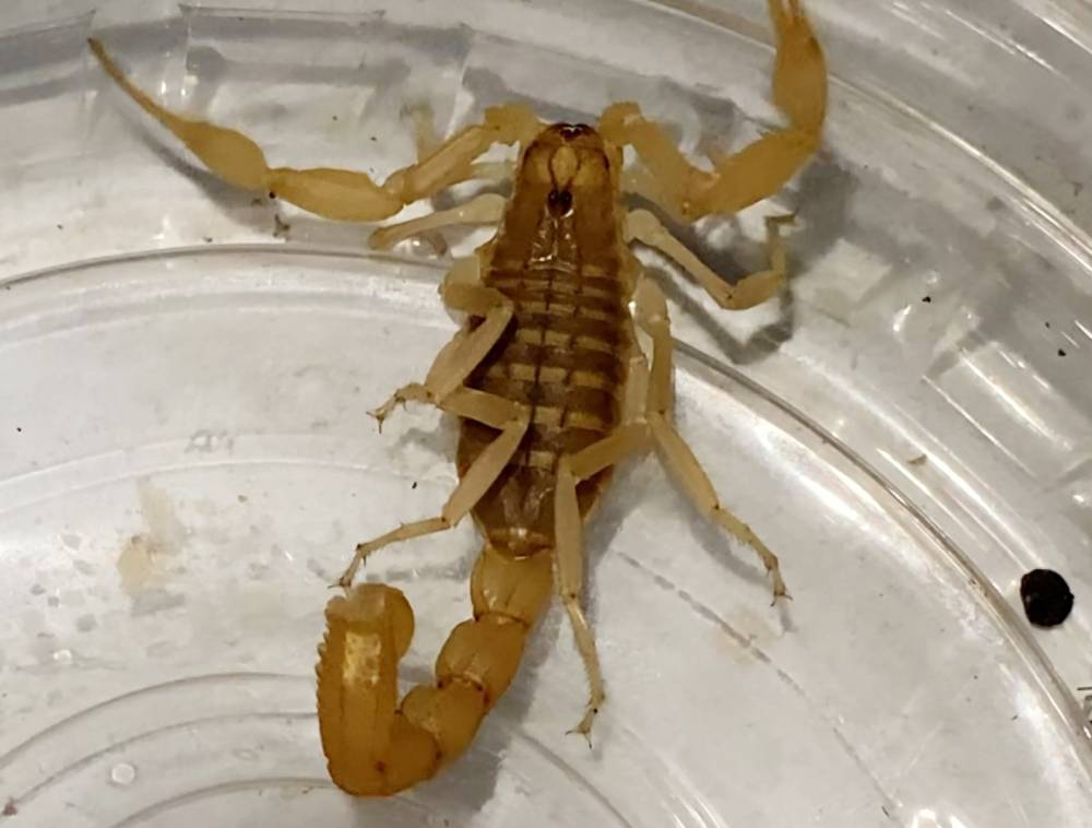 Zehrinin litresi 10 milyon dolar olan akrebin satışına suçüstü operasyon