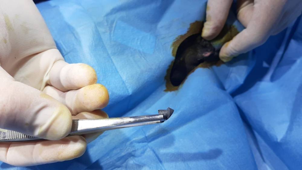 Kedileri av tüfeği ile öldürdüğü iddia edilen komşu için hapis istemi