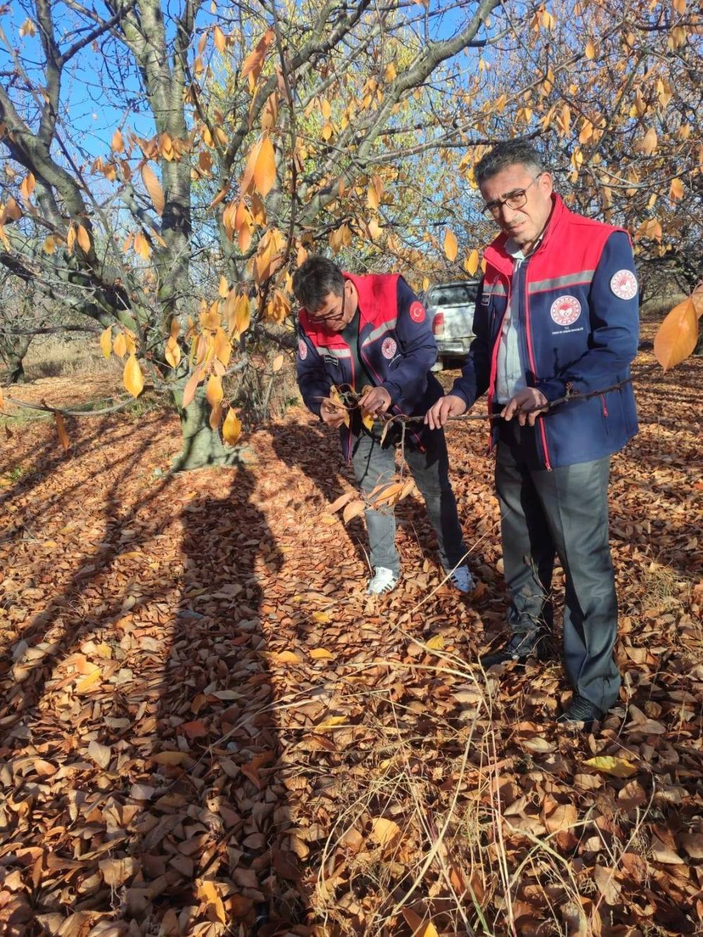 Konya'nın meşhur kirazına kapsamlı inceleme