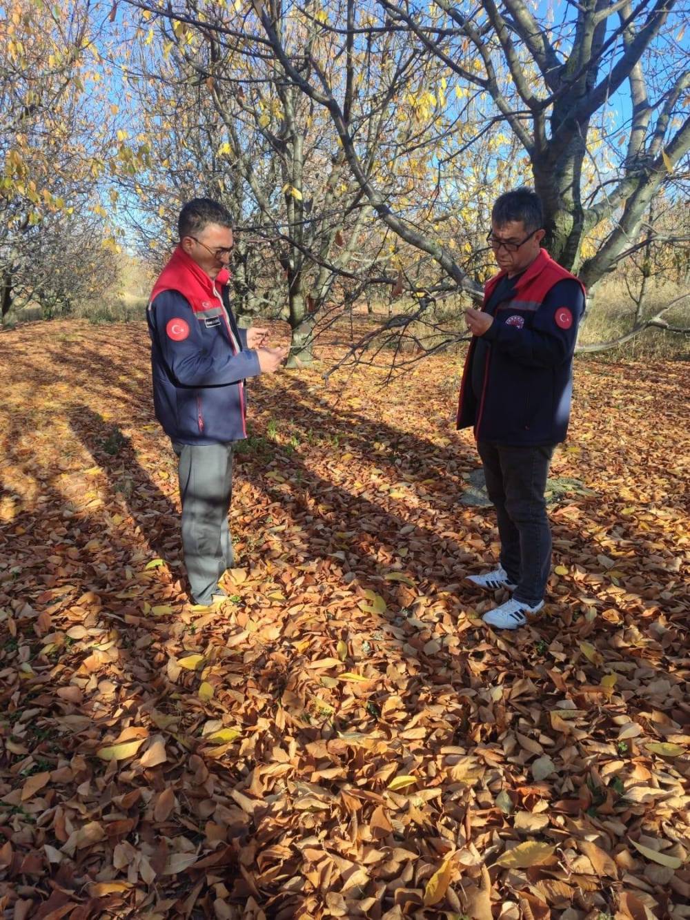 Konya'nın meşhur kirazına kapsamlı inceleme