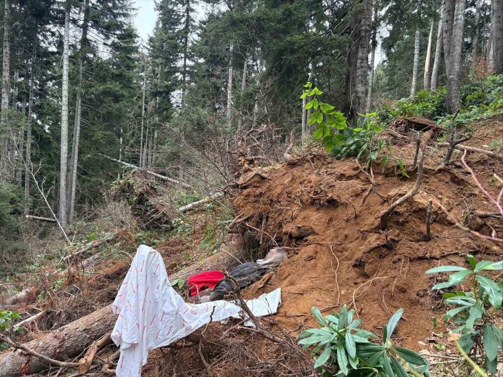 Kestiği ağacın altında kalarak öldü