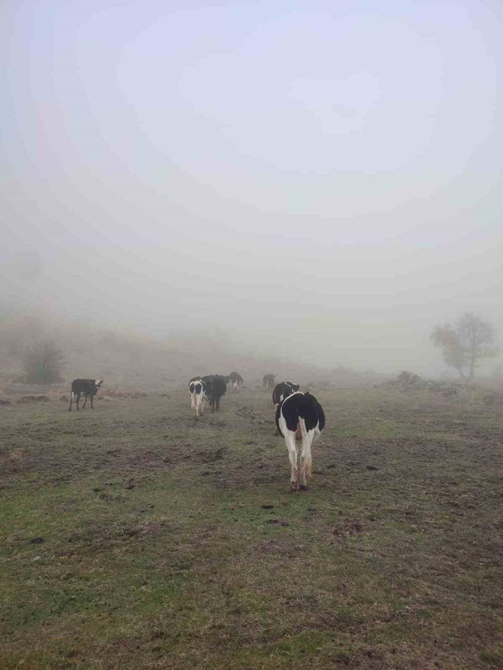 Konya'da kaybolan büyükbaş hayvanları jandarma buldu