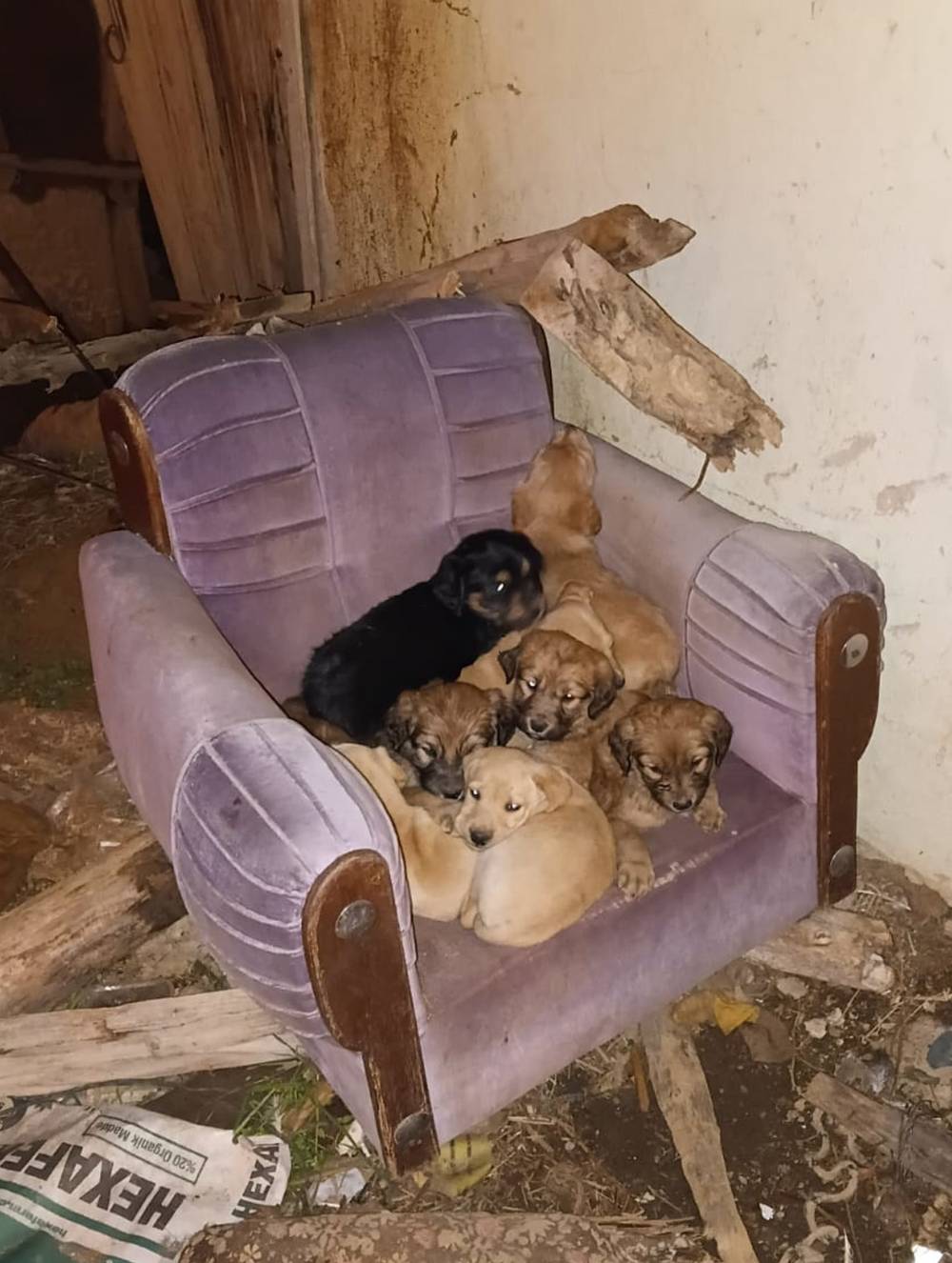 'Sahipsiz köpekler zehirlenerek öldürüldü' iddiası