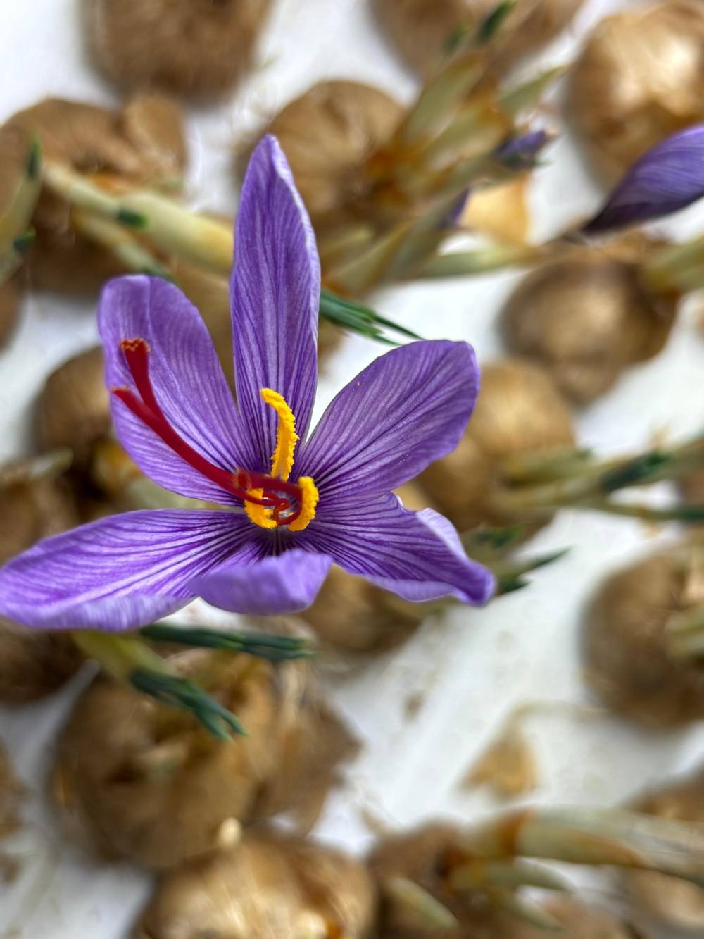 Gramı 700 liradan satılıyor