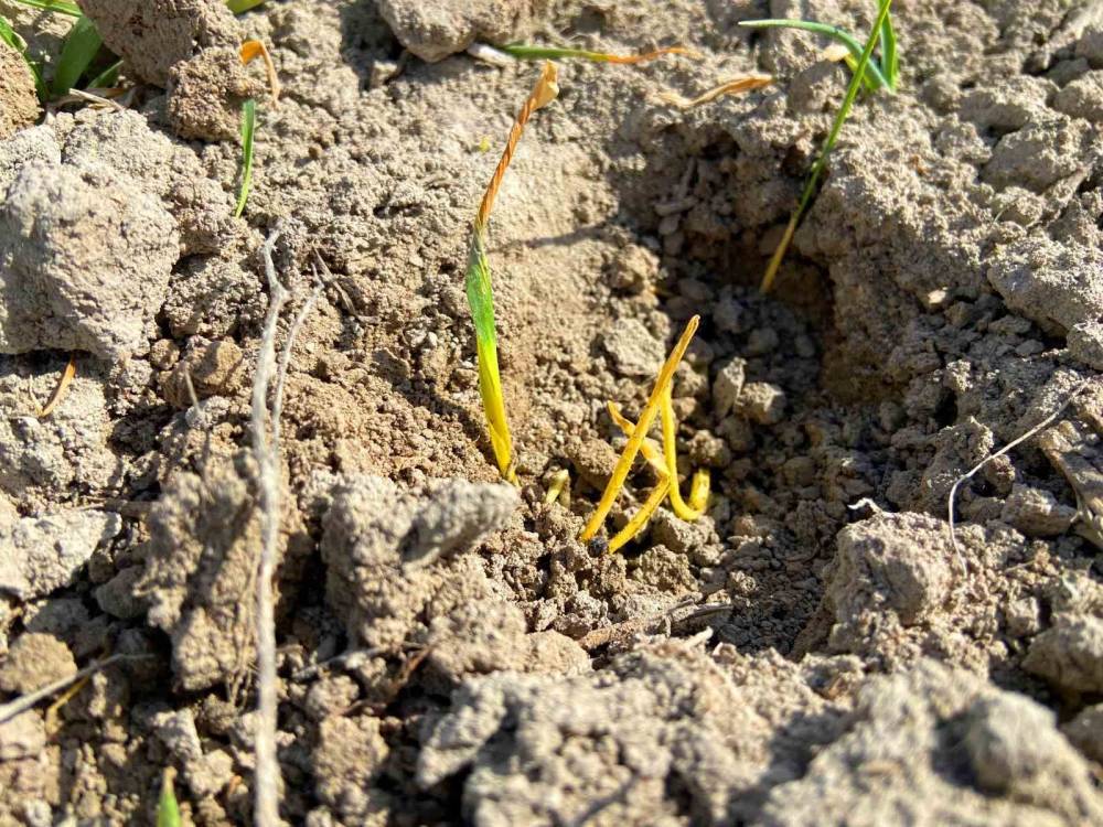 Tahır ambarı Konya Ovasında korkutan tablo