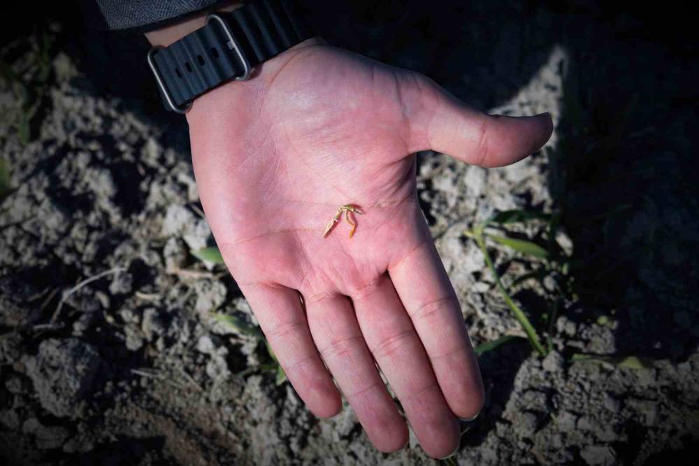 Tahır ambarı Konya Ovasında korkutan tablo