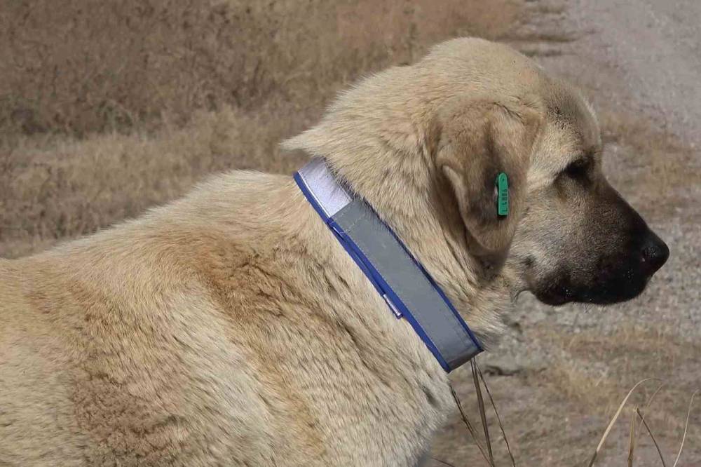 Evcil hayvan sahipleri dikkat! 31 Aralık son gün