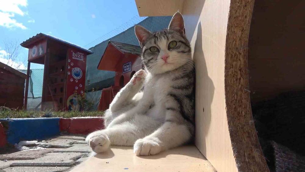 Evcil hayvan sahipleri dikkat! 31 Aralık son gün