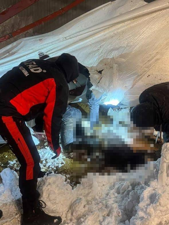 Kar yükü felaketi! 3 ahır çöktü, yüzlerce hayvan telef oldu