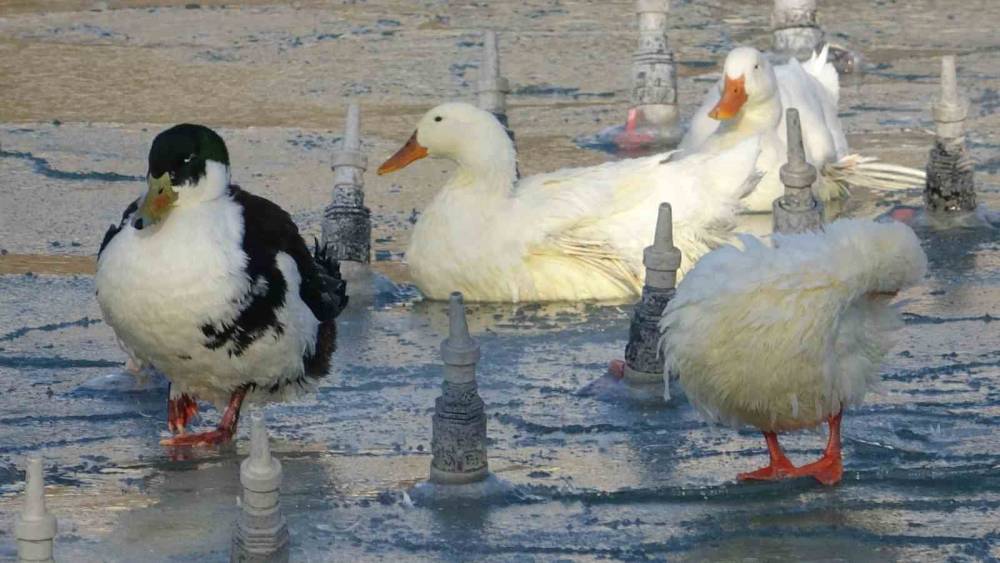 Konya merkezde süs havuzları buz kesti