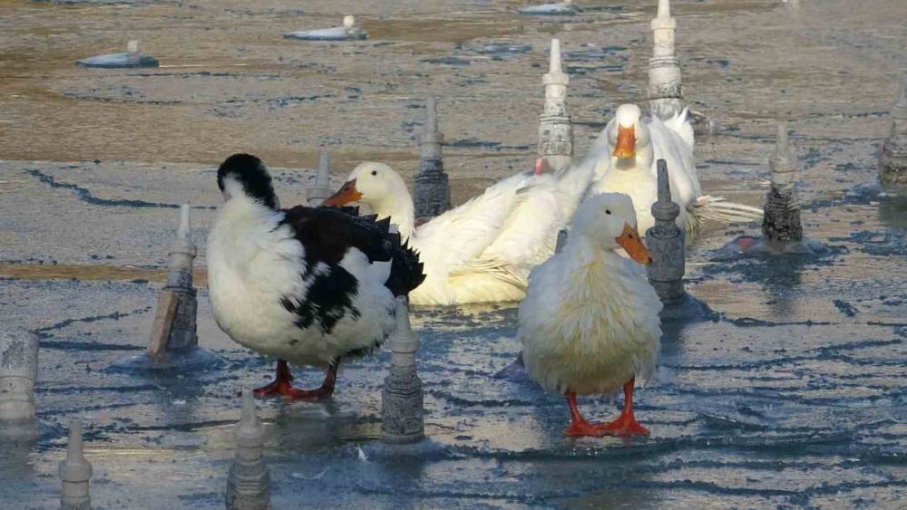 Konya merkezde süs havuzları buz kesti
