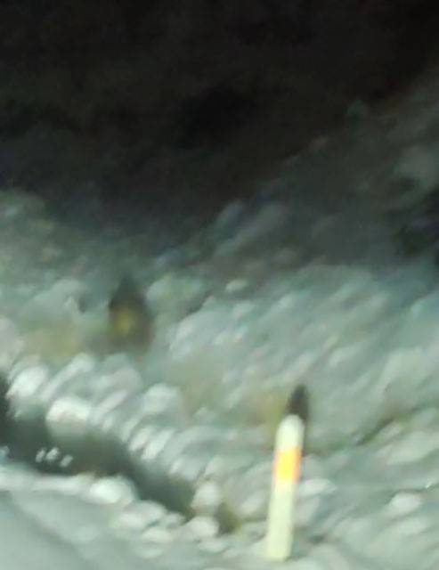 Konya'da doğa fotoğrafçılarının sürpriz misafiri