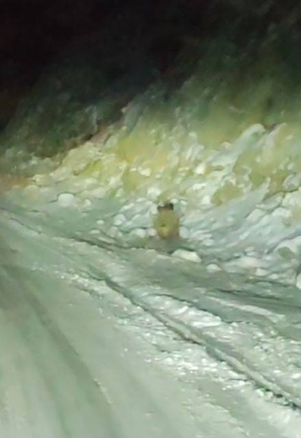 Konya'da doğa fotoğrafçılarının sürpriz misafiri