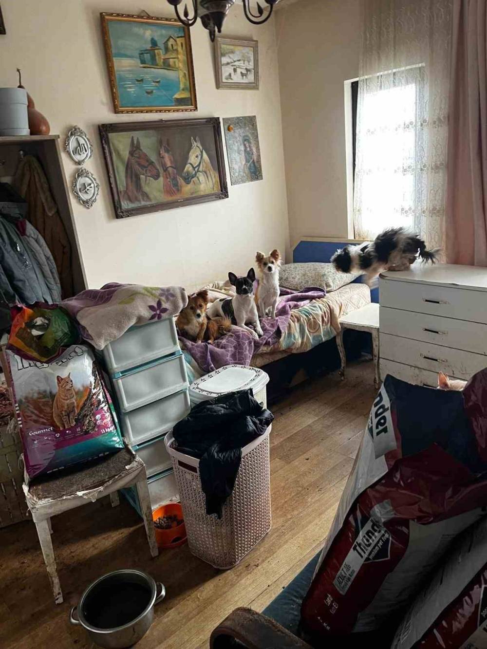 Kapı açılınca gerçekler ortaya çıktı! 55 hayvan kurtarıldı