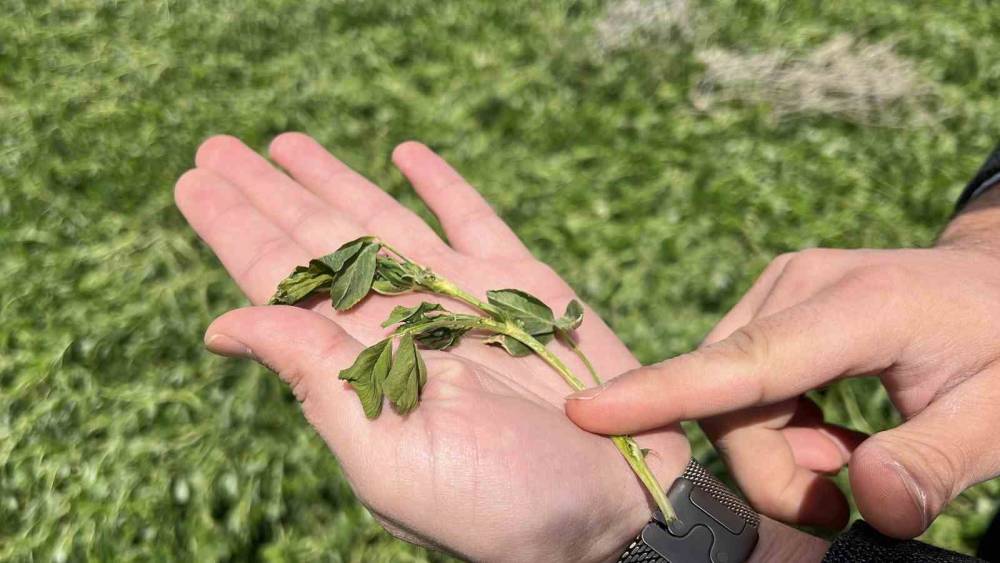 Konya'da hububat için don alarmı... Tarlalar risk altında